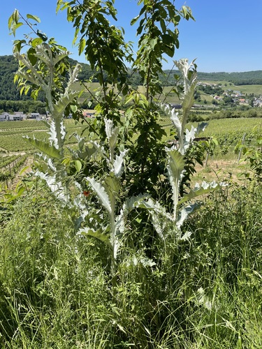 Onopordum acanthium (Scotch thistle) (alternate view 3)