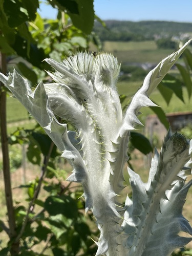 Onopordum acanthium (Scotch thistle) (alternate view 4)
