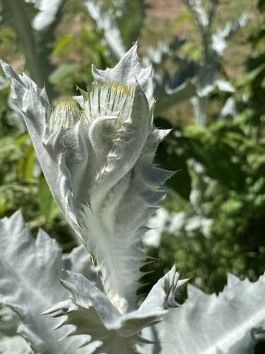 Onopordum acanthium (Scotch thistle) (alternate view 5)