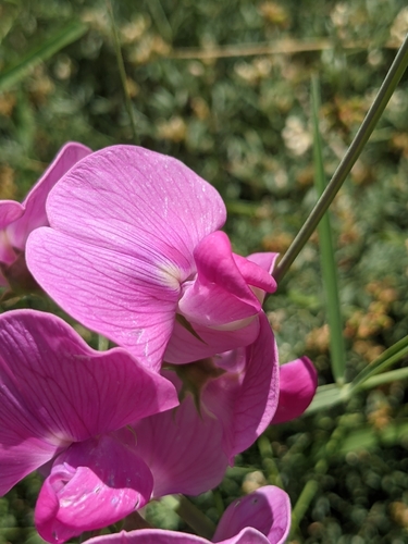 Lathyrus latifolius (broad-leaved sweet pea)