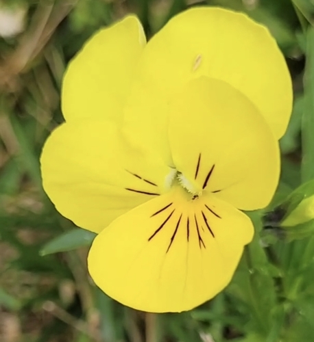 Viola × williamsii (Horned pansy) (alternate view 9)