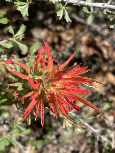 Castilleja applegatei (wavyleaf paintbrush) (alternate view 5)