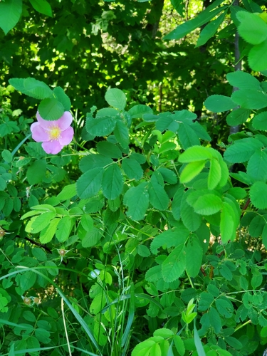 Rosa woodsii (Woods Rose) (alternate view 5)