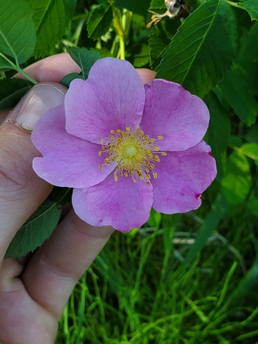 Rosa woodsii (Woods Rose) (alternate view 6)