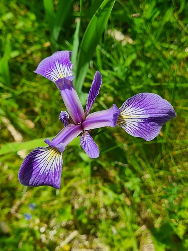 Iris versicolor (northern blue flag)