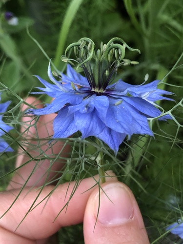 Nigella damascena (love-in-a-mist) (alternate view 3)