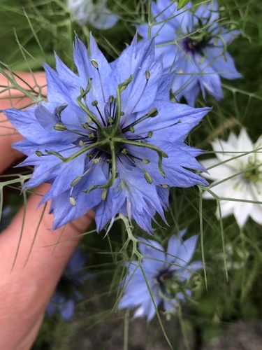 Nigella damascena (love-in-a-mist) (alternate view 4)