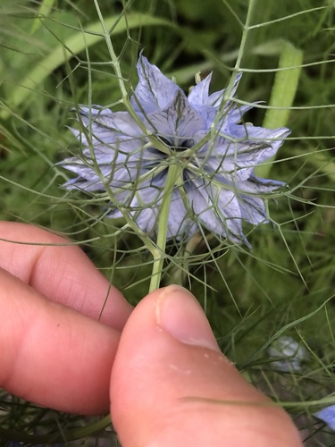 Nigella damascena (love-in-a-mist) (alternate view 5)