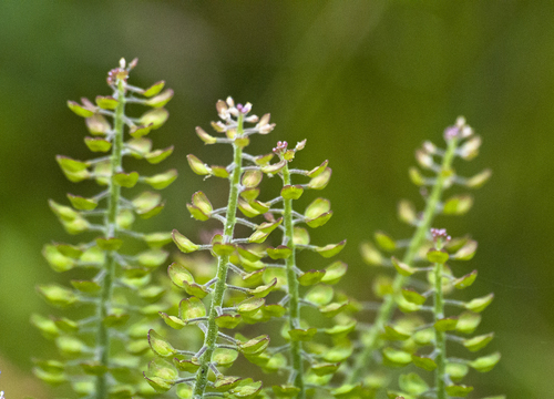 Lepidium campestre (field peppergrass) (alternate view 5)