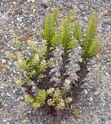 Lepidium campestre (field peppergrass) (alternate view 4)