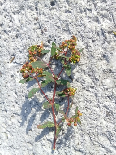 Euphorbia nutans (nodding spurge) (alternate view 5)