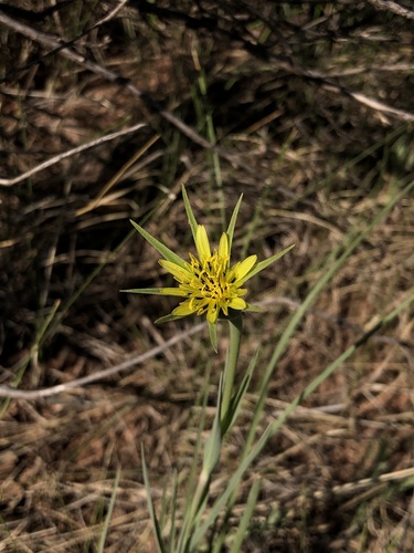 Tragopogon dubius (Yellow Salsify)