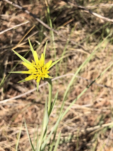Tragopogon dubius (Yellow Salsify)