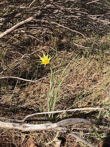 Tragopogon dubius (Yellow Salsify)