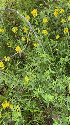 Lathyrus pratensis (meadow pea)