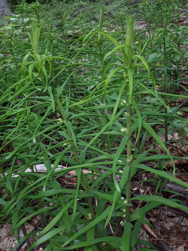 Polygonatum verticillatum (alternate view 8)