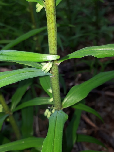 Polygonatum verticillatum (alternate view 9)