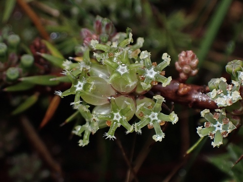 Acrotriche serrulata (Honey-pots)