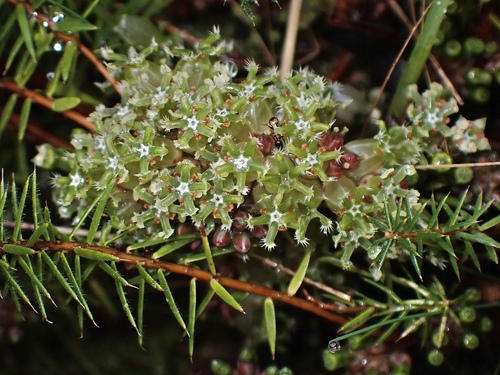 Acrotriche serrulata (Honey-pots) (alternate view 2)