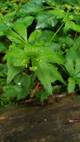 Sanicula odorata (Clustered Sanicle)