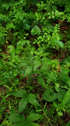 Sanicula odorata (Clustered Sanicle) (alternate view 2)