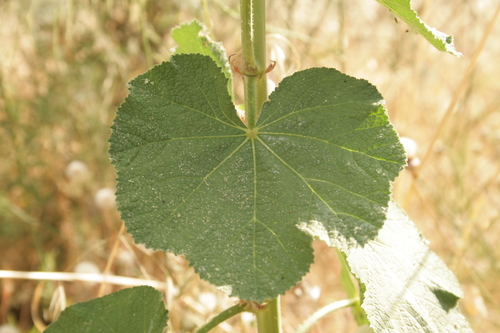 Alcea rosea (common hollyhock) (alternate view 6)