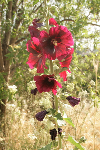 Alcea rosea (common hollyhock) (alternate view 7)
