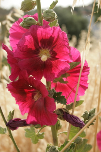 Alcea rosea (common hollyhock) (alternate view 8)