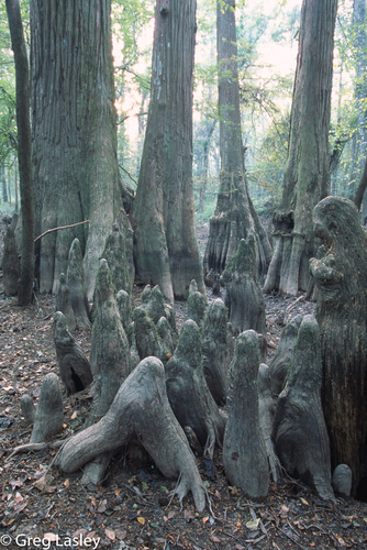 Taxodium distichum (bald cypress) (alternate view 3)