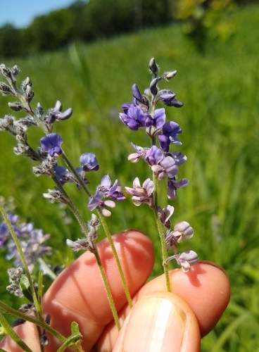 Pediomelum tenuiflorum (Slimflower Scurfpea)