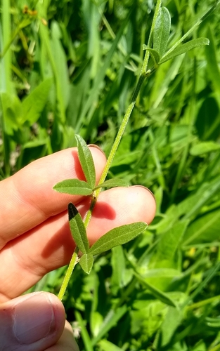 Pediomelum tenuiflorum (Slimflower Scurfpea) (alternate view 2)
