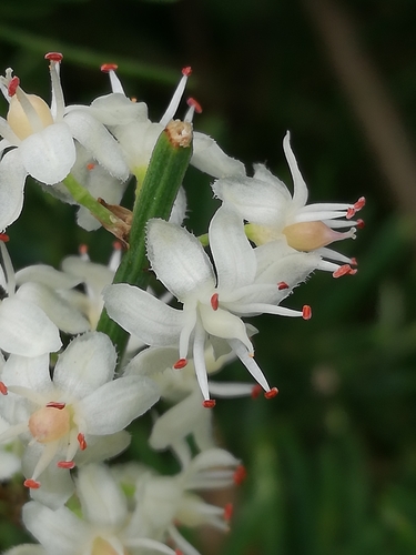 Asparagus aethiopicus (African Asparagus)