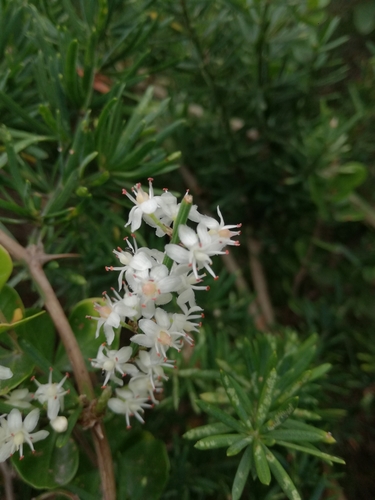 Asparagus aethiopicus (African Asparagus) (alternate view 2)