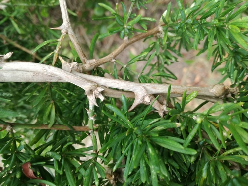 Asparagus aethiopicus (African Asparagus) (alternate view 3)