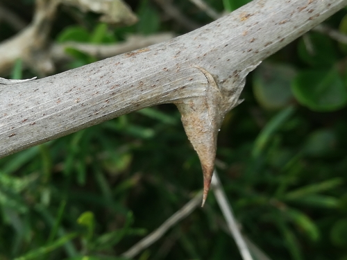 Asparagus aethiopicus (African Asparagus) (alternate view 4)