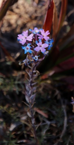 Glandularia aristigera (South American mock vervain) (alternate view 2)