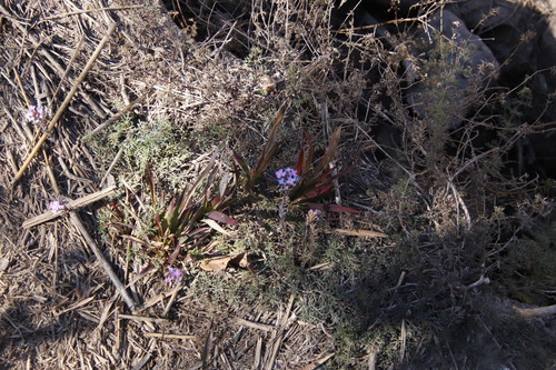 Glandularia aristigera (South American mock vervain) (alternate view 3)