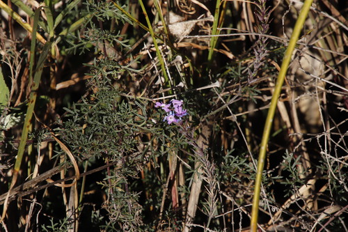 Glandularia aristigera (South American mock vervain) (alternate view 4)