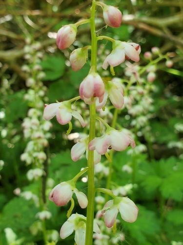 Pyrola asarifolia (bog wintergreen) (alternate view 4)