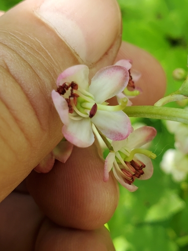 Pyrola asarifolia (bog wintergreen) (alternate view 5)