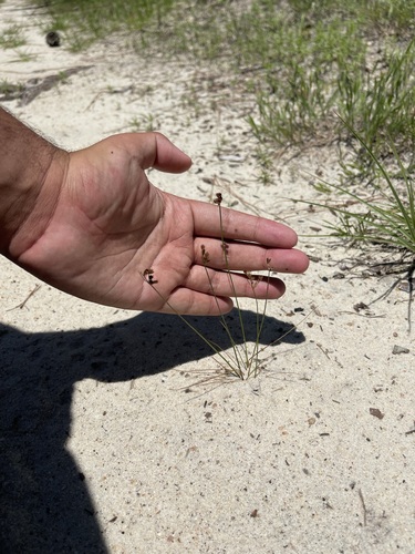 Juncus tenuis (Path Rush)
