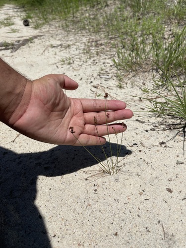 Juncus tenuis (Path Rush)