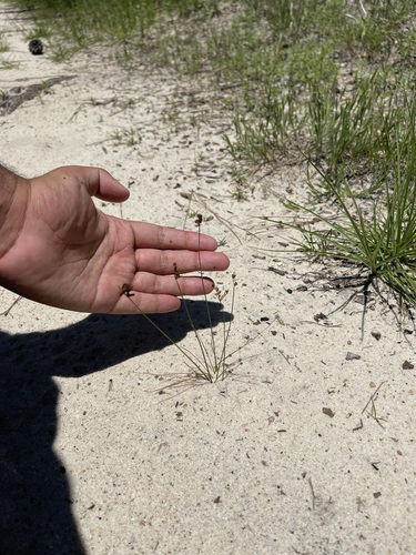 Juncus tenuis (Path Rush)