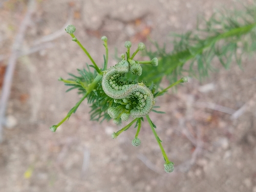 Erigeron foliosus (Leafy Fleabane) (alternate view 5)