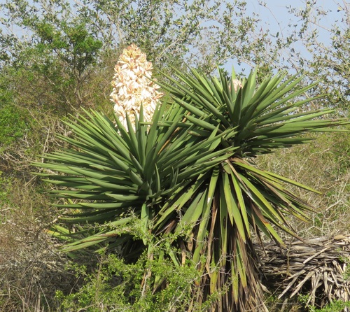 Yucca treculiana (Spanish dagger)