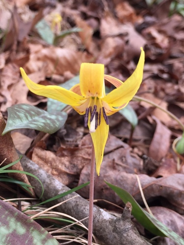 Erythronium umbilicatum (dimpled trout lily) (alternate view 4)