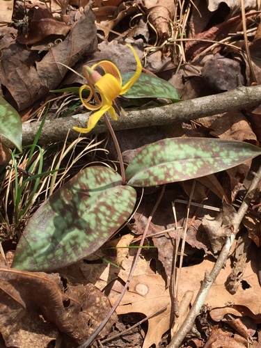 Erythronium umbilicatum (dimpled trout lily) (alternate view 3)