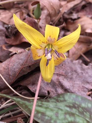 Erythronium umbilicatum (dimpled trout lily)