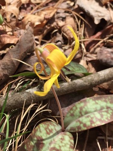 Erythronium umbilicatum (dimpled trout lily) (alternate view 2)