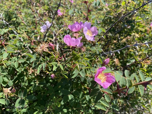 Rosa pisocarpa (clustered wild rose) (alternate view 5)